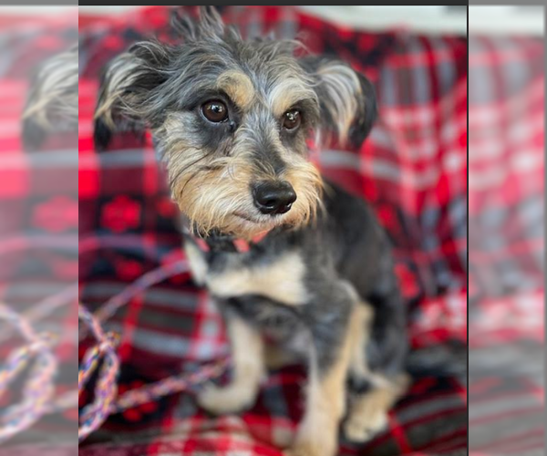 Medium Photo #3 Mutt Puppy For Sale in Cranston, RI, USA