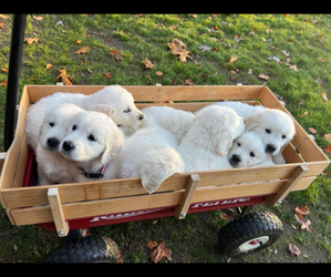 English Cream Golden Retriever Puppy for sale in WAKE FOREST, NC, USA