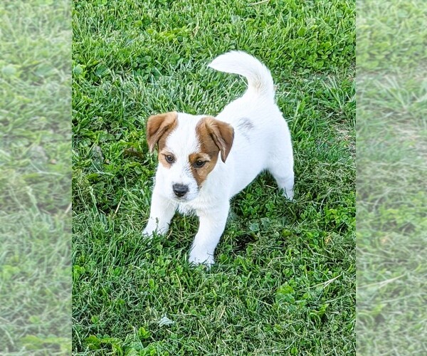 Medium Photo #3 Russell Terrier Puppy For Sale in APPLE GROVE, WV, USA
