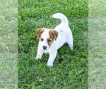 Small #2 Russell Terrier