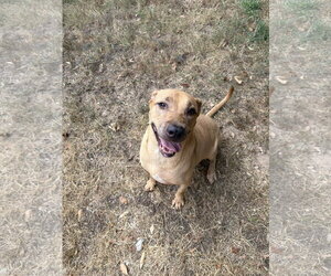 Labrador Retriever-Unknown Mix Dogs for adoption in Jackson, MS, USA