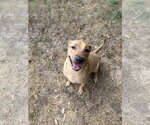Small Labrador Retriever Mix