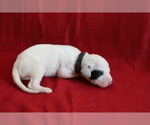 Small Photo #8 Dalmatian Puppy For Sale in KATY, TX, USA
