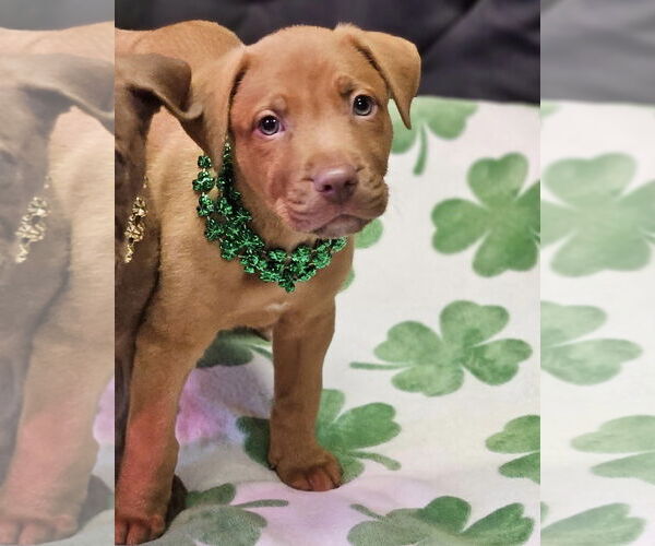 Medium Photo #5 Mutt Puppy For Sale in Euless, TX, USA