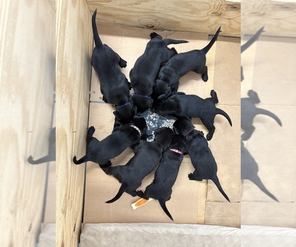 Medium Photo #9 Labrador Retriever Puppy For Sale in SIGNAL MOUNTAIN, TN, USA