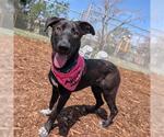 Small Labrador Retriever Mix