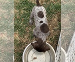Small Photo #15 German Shorthaired Pointer Puppy For Sale in PLAINVIEW, TX, USA