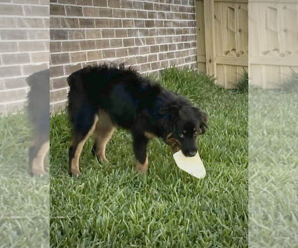 Medium Photo #5 Australian Shepherd Puppy For Sale in Dumont, NJ, USA