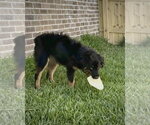 Small #4 Australian Shepherd