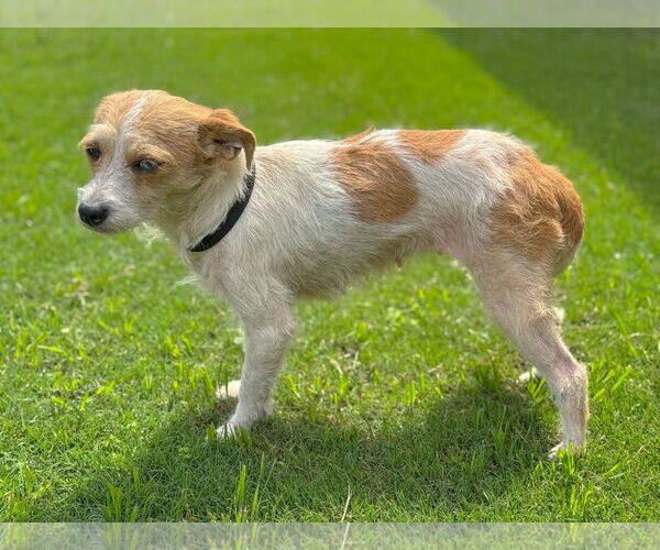 Medium Photo #7 Mutt Puppy For Sale in PIPE CREEK, TX, USA