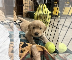 Golden Retriever Puppy for sale in KEARNEY, MO, USA