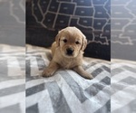 Small Golden Retriever