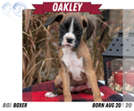 Small #9 Boxer