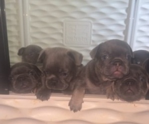 French Bulldog Puppy for sale in VALRICO, FL, USA