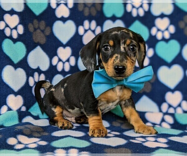 Medium Photo #3 Dachshund Puppy For Sale in HONEY BROOK, PA, USA