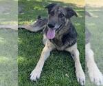 Small #2 German Shepherd Dog