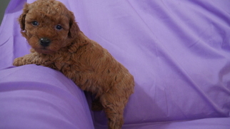 Poodle (Miniature) Puppy for sale in KENSINGTON, OH, USA