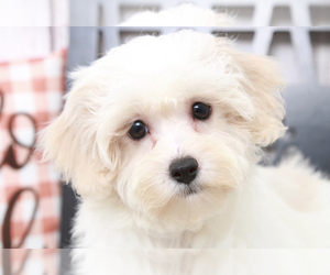 Maltipoo Puppy for sale in MARIETTA, GA, USA