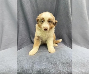 Australian Shepherd Puppy for sale in LAKELAND, FL, USA