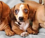 Small #4 Dachshund