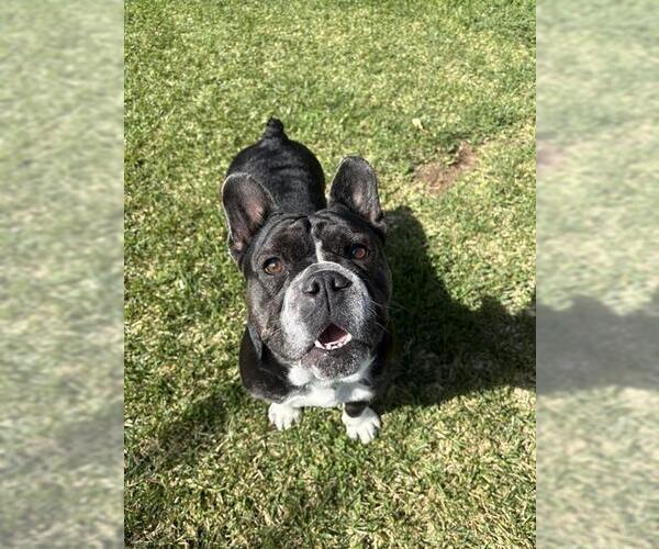 Medium Photo #2 English Boston Bulldog Puppy For Sale in San Bernardino, CA, USA