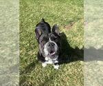 Small #1 English Boston Bulldog