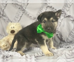 German Shepherd Dog Puppy for sale in LANCASTER, PA, USA