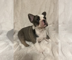 French Bulldog Puppy for Sale in SEBRING, Florida USA