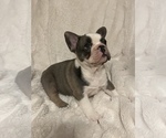 Small Photo #1 French Bulldog Puppy For Sale in SEBRING, FL, USA