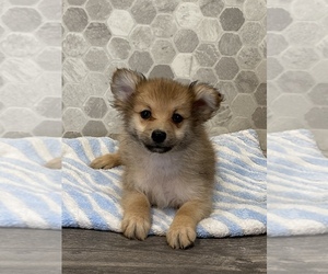 Pomeranian Puppy for sale in CANOGA, NY, USA