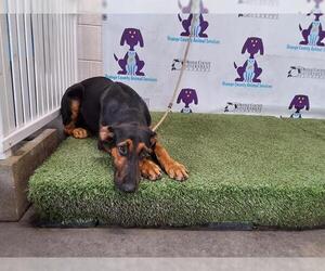 Rotterman Dogs for adoption in Orlando, FL, USA
