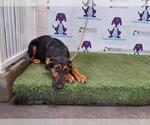 Small Rotterman