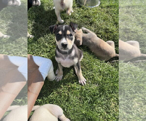 Medium Photo #4 Siberian Husky-Unknown Mix Puppy For Sale in Springdale, PA, USA