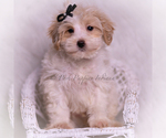Small Photo #80 Maltipoo (Miniature) Puppy For Sale in WARSAW, IN, USA