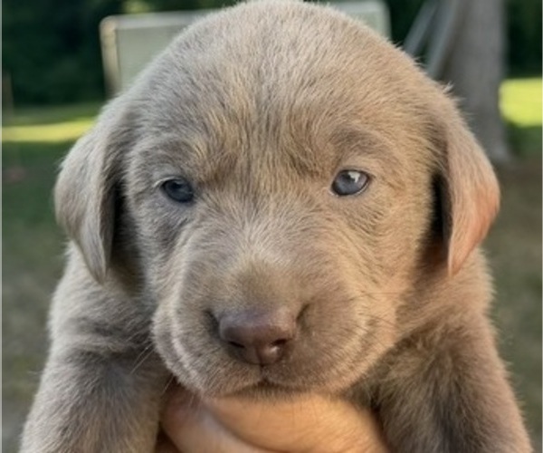 Medium Photo #1 Labrador Retriever Puppy For Sale in ORANGEBURG, SC, USA