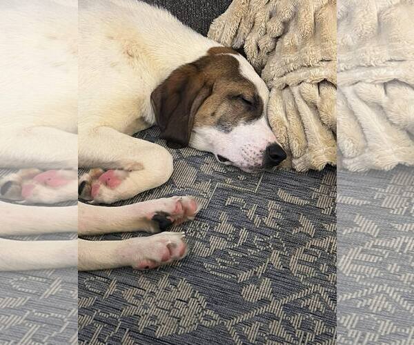 Medium Photo #2 Mutt Puppy For Sale in Shelburne, VT, USA