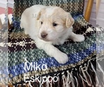 Small Photo #7 Pookimo Puppy For Sale in CLARE, MI, USA