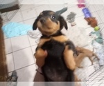 Small #1 Miniature Pinscher