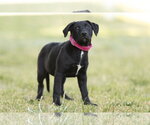 Small #2 Labrador Retriever Mix