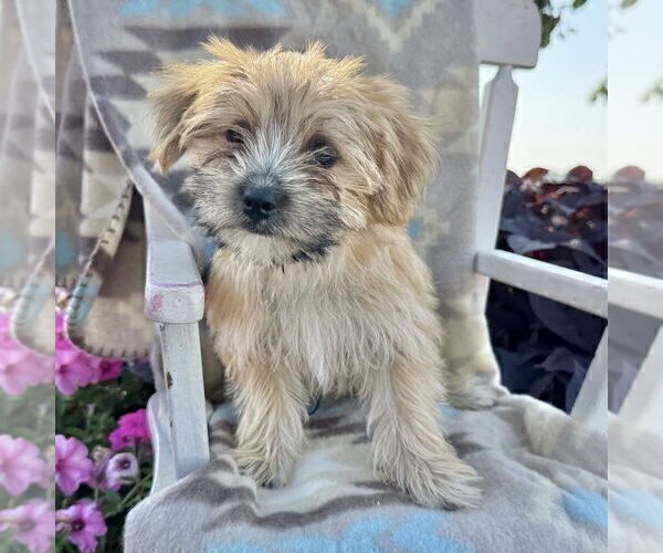 Medium Photo #3 Morkie Puppy For Sale in WILLIAMSBURG, IN, USA