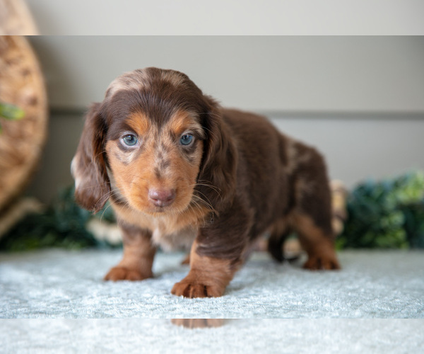 Medium Photo #8 Dachshund Puppy For Sale in WILLARD, OH, USA