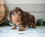 Small Photo #8 Dachshund Puppy For Sale in WILLARD, OH, USA