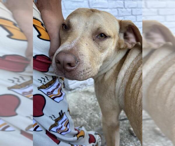 Medium Photo #2 Labrador Retriever Puppy For Sale in San Antonio, TX, USA