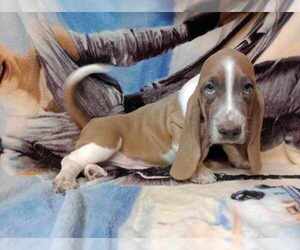 Basset Hound Puppy for sale in SALEM, WV, USA