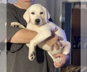 Labrador Retriever Puppy for Sale in KITTRELL, North Carolina USA