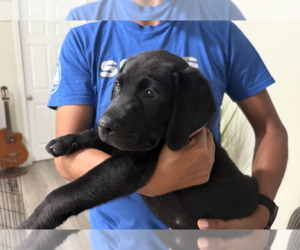 Labrador Retriever Puppy for Sale in FRESNO, California USA