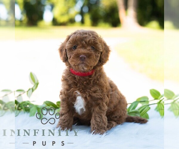 Medium Photo #4 Bichpoo Puppy For Sale in NEWPORT, PA, USA