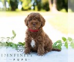 Small #3 Bichpoo