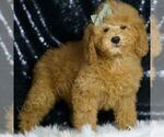 Small #1 Goldendoodle (Miniature)