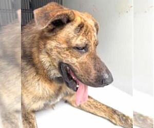 Mastiff-Unknown Mix Dogs for adoption in Houston, TX, USA